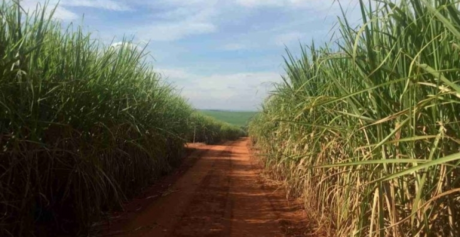 Canavial no Brasil. Marcelo Teixeira/Reuters