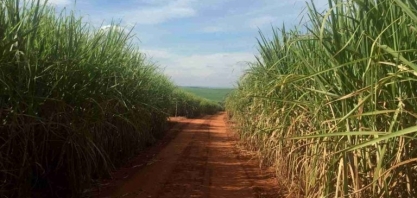 Cofco vê alta na moagem de cana no ciclo 2023/24 do centro-sul
