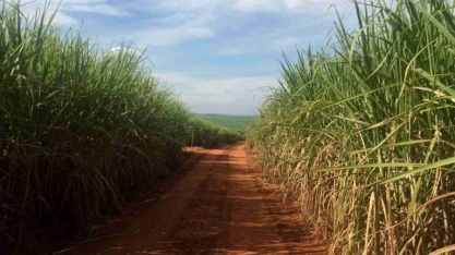 Cofco vê alta na moagem de cana no ciclo 2023/24 do centro-sul