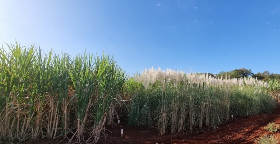 Técnica desenvolvida por grupo da Unicamp e colaboradores aumenta a eficiência de programas de melhoramento, reduzindo o tempo de seleção e os custos associados à genotipagem e caracterização das plantas (foto: Instituto Agronômico de Campinas - Centro de
