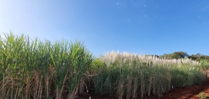 Inteligência artificial permite prever performance de cana-de-açúcar em campo