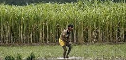 Fortes chuvas prejudicam safras na Índia antes da colheita, com risco de preços mais altos