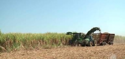 Indústria de produção de cana de açúcar mostra novos investimentos para agilizar colheita