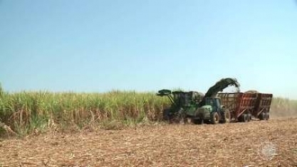 Indústria de produção de cana de açúcar mostra novos investimentos para agilizar colheita