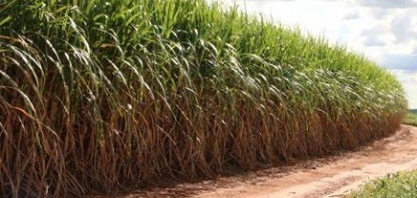 Desdobramentos e Perspectivas do Investimentos Estrangeiros Diretos (IED) no Setor Sucroenergético Brasileiro