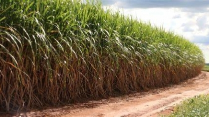 Desdobramentos e Perspectivas do Investimentos Estrangeiros Diretos (IED) no Setor Sucroenergético Brasileiro