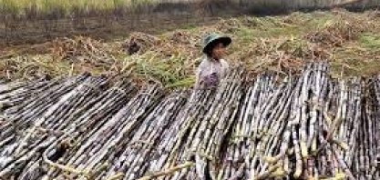 Produção de açúcar da China deve crescer 4% em 2022/23, diz USDA