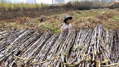 Produção de açúcar da China deve crescer 4% em 2022/23, diz USDA