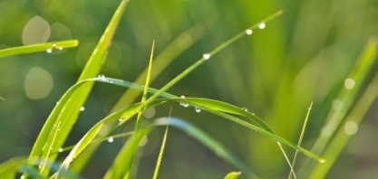 Chuva reduz moagem na segunda quinzena de setembro