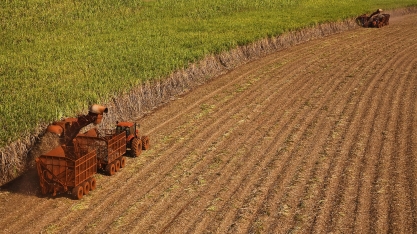 Moagem cresce 40,5% na 1ª quinzena de outubro