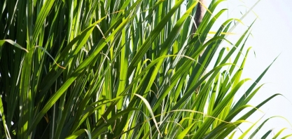 Companhia Mineira de Açúcar e Álcool abre 132 vagas de trabalho para usina em Uberaba