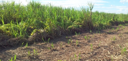 Nem sempre é possível aplicar o herbicida no timing correto durante o período chuvoso