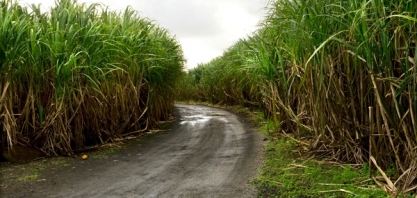 Chuvas na região Centro-Sul promovem o desenvolvimento da cana-soca e expectativa de maior produção para 2023