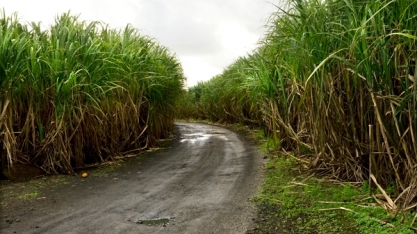 Chuvas na região Centro-Sul promovem o desenvolvimento da cana-soca e expectativa de maior produção para 2023