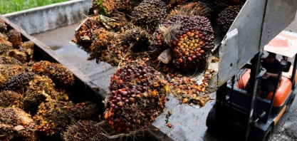 Preços do óleo de palma sobem conforme chuvas reduzem produção e demanda se fortalece