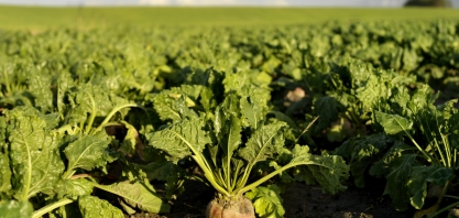 Pior seca em 500 anos golpeia produção de açúcar na Europa