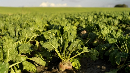 Pior seca em 500 anos golpeia produção de açúcar na Europa