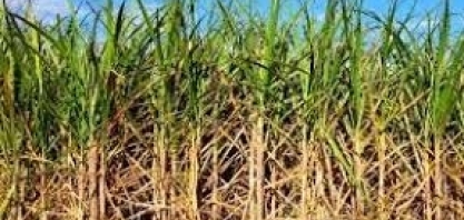 Goiás registra alta na produção de cana-de-açúcar