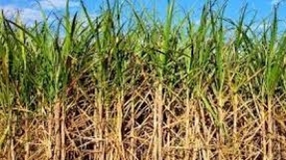 Goiás registra alta na produção de cana-de-açúcar