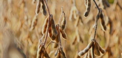 Plantas daninhas podem reduzir produtividade da soja em até 60%, com reflexo direto no preço de carnes, leite e ovos 