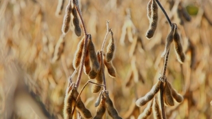 Plantas daninhas podem reduzir produtividade da soja em até 60%, com reflexo direto no preço de carnes, leite e ovos 
