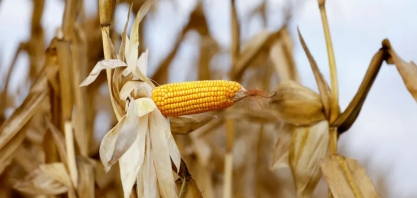 Produção de etanol de milho cresce quase 800% em cinco anos, diz CNI