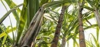 Nos próximos 10 anos, soluções biológicas para o campo devem responder por 80% do mercado