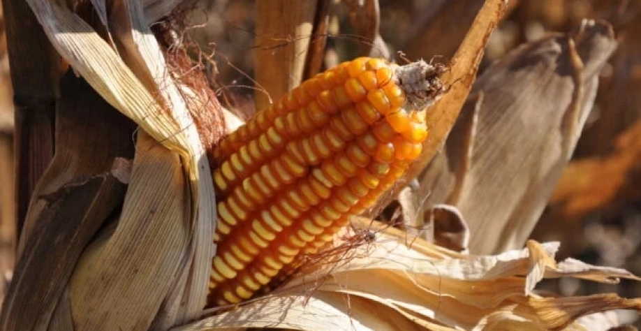 Foto: Embrapa Rondônia
