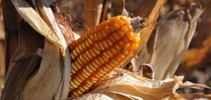 Crescente produção de milho favorece mercado do etanol