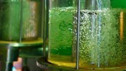 Etanol/Cepea: indicadores avançam pela 5ª semana seguida