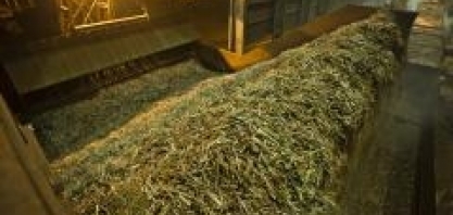 Na primeira quinzena de setembro, 4 unidades produtoras encerram a moagem de cana do atual ciclo