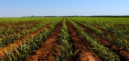 MS mantém 7ª posição no ranking da produção nacional do campo