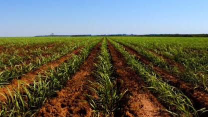 MS mantém 7ª posição no ranking da produção nacional do campo