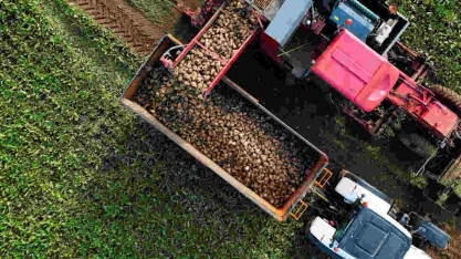 Tereos aumenta preços pagos por beterraba em 40% em meio à alta do açúcar na UE
