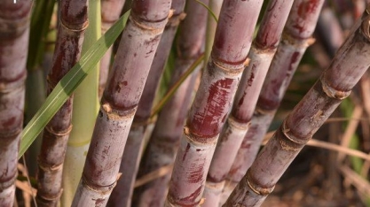 Tecnologia para controle de ervas daninhas na cana assegura rendimento
