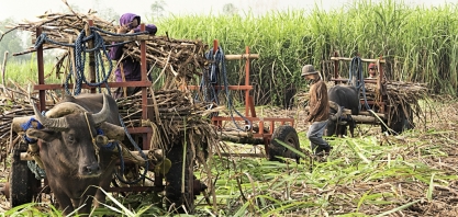 Agricultores de cana tailandeses enfrentam aperto de dinheiro