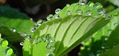 As plantas exsudam nutrientes para insetos úteis