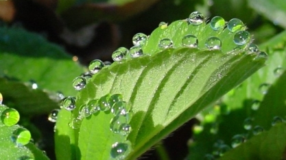 As plantas exsudam nutrientes para insetos úteis