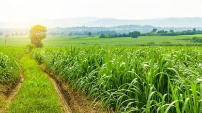 Temporada de chuvas: IHARA alerta para as principais pragas de solo do canavial e ensina como combatê-las!