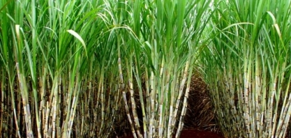 Cana-de-açúcar: Tecnologia e sustentabilidade beneficiam cidadãos e meio ambiente