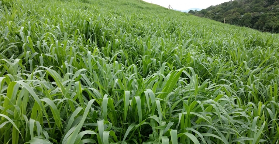 O programa de melhoramento genético de forrageiras conduzido pela Embrapa desenvolveu a primeira cultivar de  Brachiaria ruziziensis, denominada BRS Integra. O lançamento ocorreu em março de 2022. Crédito foto: Fausto Sobrinho