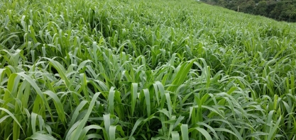 Na rotação de cana com adubos verdes, a Brachiaria ruziziensis oferece mais retorno que a crotalária