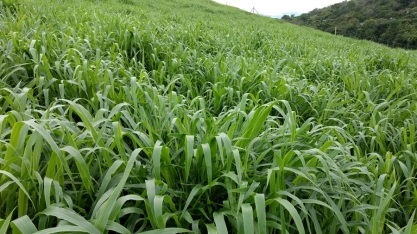 Na rotação de cana com adubos verdes, a Brachiaria ruziziensis oferece mais retorno que a crotalária