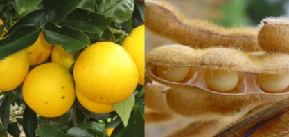 Fazenda paulista troca laranja por soja e comemora produtividade