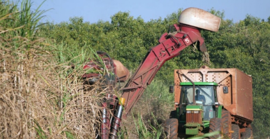 A média subiu de 69,5 toneladas por hectare, na safra 2021/2022, para 74,5 t/ha na atual safra - Crédito: José Roberto Miranda/Embrapa/Reprodução