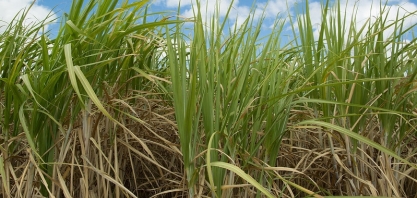 CNA promove circuito de lives para divulgar resultados do Projeto Campo Futuro