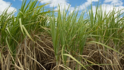 CNA promove circuito de lives para divulgar resultados do Projeto Campo Futuro