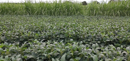 Soja se torna a primeira opção de cultura rotacional com a cana