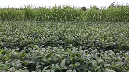 Soja se torna a primeira opção de cultura rotacional com a cana