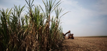 Conab aponta aumento da produtividade de cana por hectare em AL